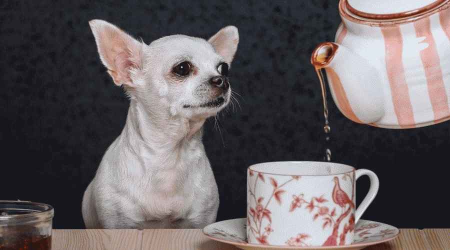Chihuahua Sıvı Dökülen Çaydanlık Izlerken
