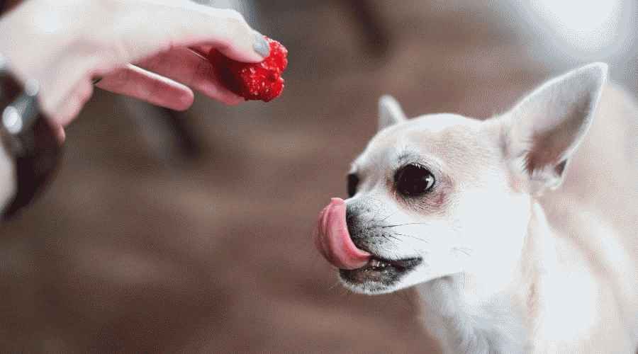 Köpekler Çilek Yiyebilir mi? Çilekler Köpekler İçin İyi mi Kötü mü?