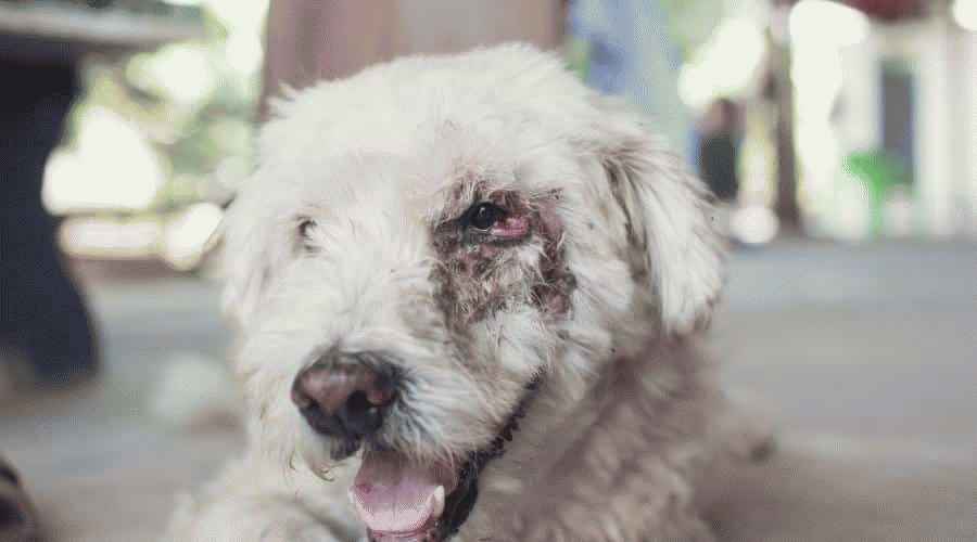 Köpeklerde Kanser: Türleri, Prognoz, Tedavi ve Önleme