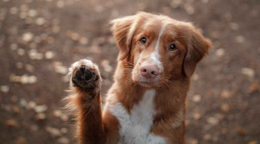 Büyük ve Küçük Yavrular İçin En İyi Köpek Tırnak Öğütücüler: 2020 İncelemeleri