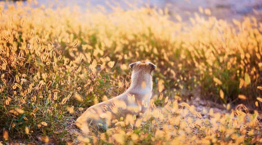 Tilki Kuyrukları: Köpekler İçin Nasıl Son Derece Tehlikeli Olabilir?