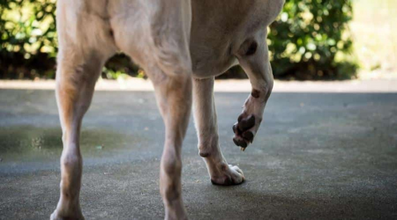 Köpeklerde Artrit: Köpek Osteoartritinin Belirtileri ve Yardım İçin Yapabilecekleriniz