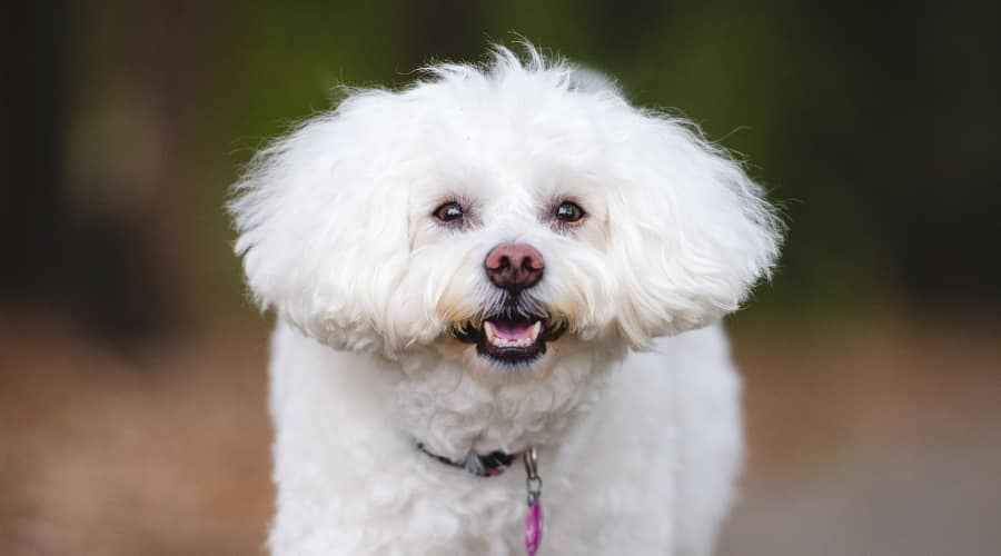 Bichon Frise Dökülme: Bichon Frise Ne Kadar Dökülür?