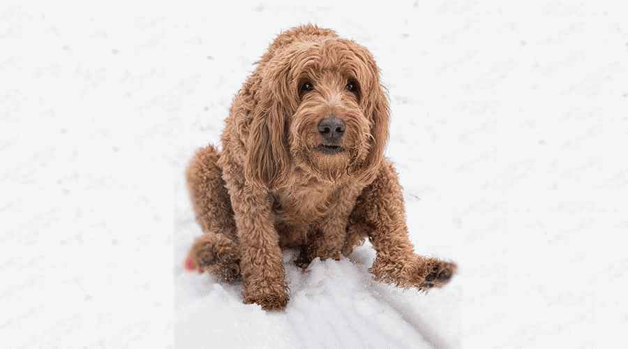 Köpeğim Neden Kıçını Katlarımda Sürtüyor?