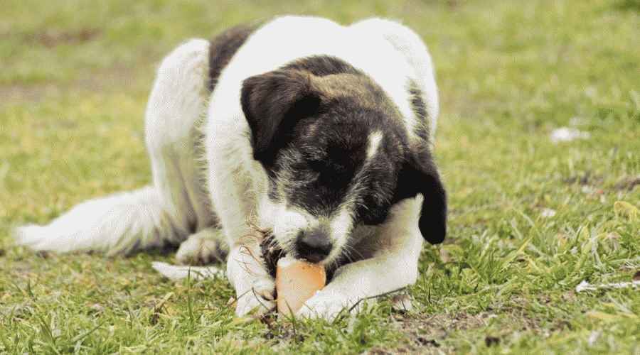 Köpeğim Az önce Bütün Bir Somun Ekmeği Yedi! Ben şimdi ne yapmalıyım?