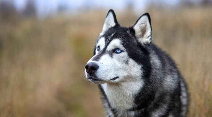 Husky Saç Dökülmesi: Sibirya Kurdu Ne Kadar Dökülür?