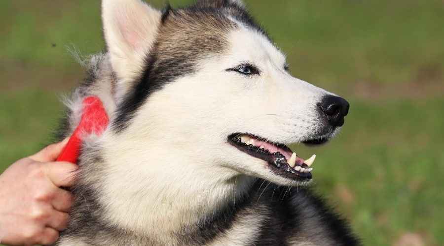 Sibirya Kurtları İçin En İyi Köpek Fırçaları: Derecelendirmeler ve İncelemeler