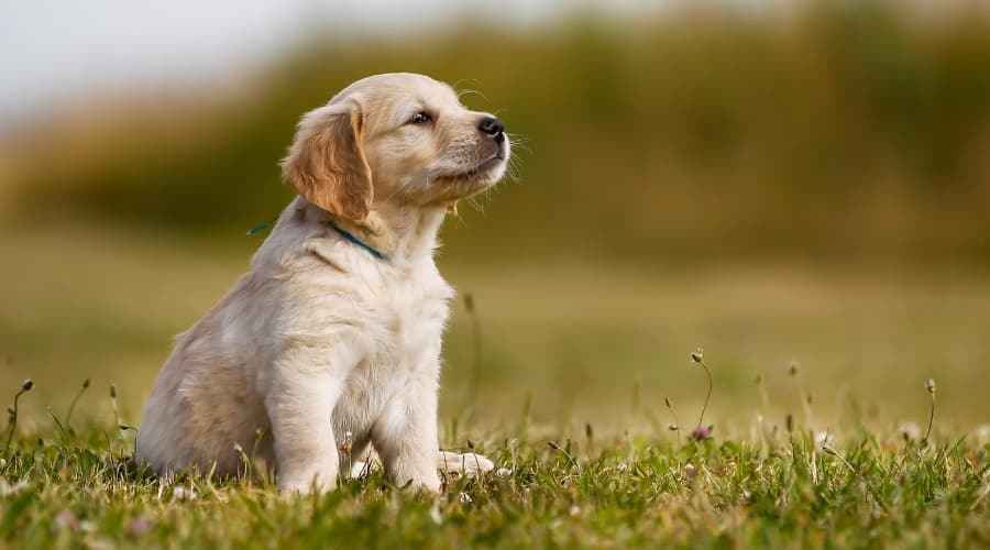 Golden Retriever Dökülmesi: Golden Retrieverler Ne Kadar Dökülür?