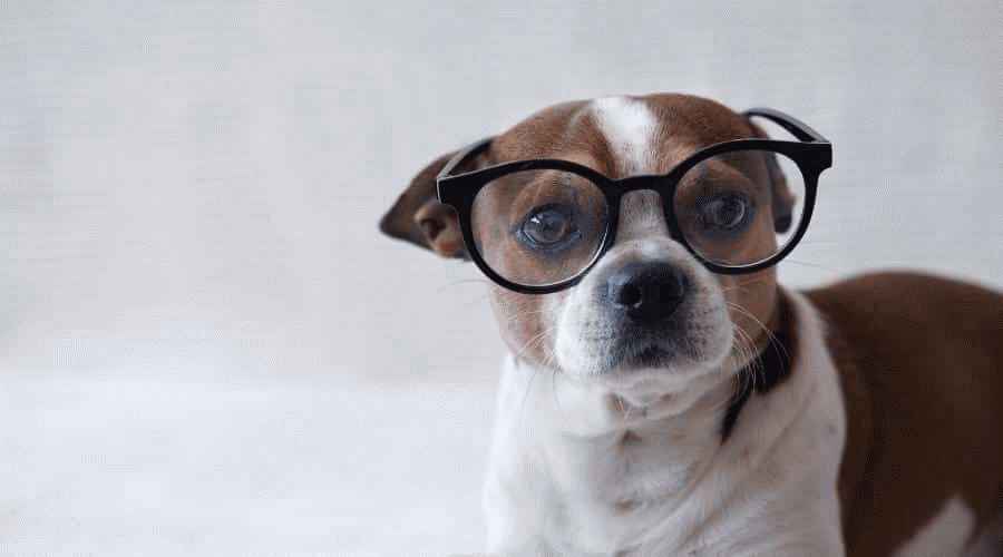 Köpeklerde Progresif Retina Atrofisi: PRA Belirtileri, Tedavisi ve Önlenmesi