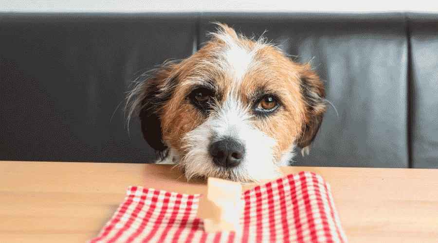 Köpekler Peynir Yiyebilir mi? Peynir Köpeklerin Düzenli Olarak Yemeleri İçin Güvenli mi Sağlıklı mı?