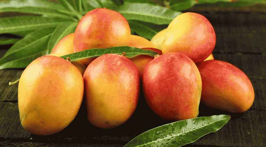 Köpekler Mango Yiyebilir mi? Mango Köpekler İçin Güvenli Bir Meyve mi?