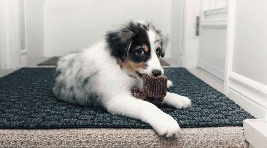 Köpeğim Çorabımı Yedi! Ben şimdi ne yapmalıyım?