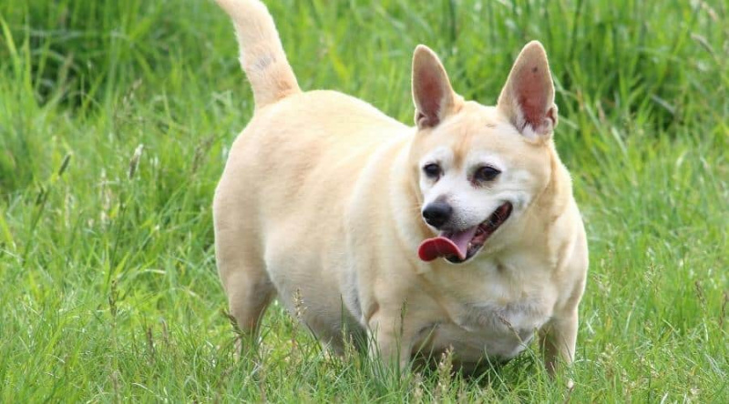 Yaygın Köpek Sağlığı Endişeleri: Önleme, Tedavi ve Daha Fazlası