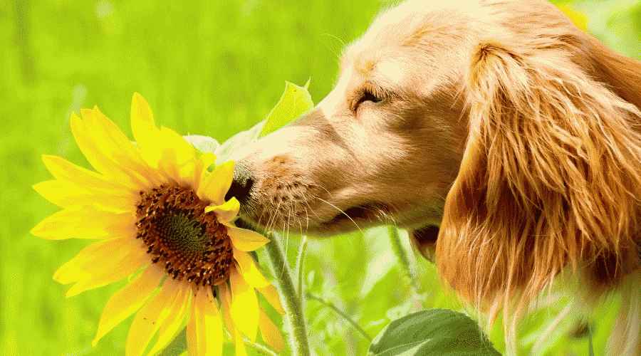 Köpeğim Az önce Ayçiçeği yedi! Ayçiçekleri Köpekler İçin Güvenli mi yoksa Toksik mi?