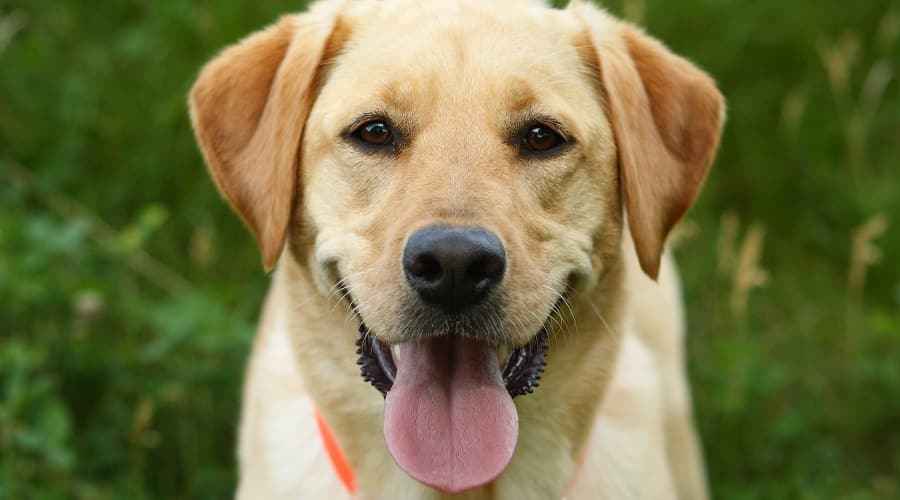 Labrador Retrieverler Tüy Döküyor mu? Evet ve İşte Ne Kadar