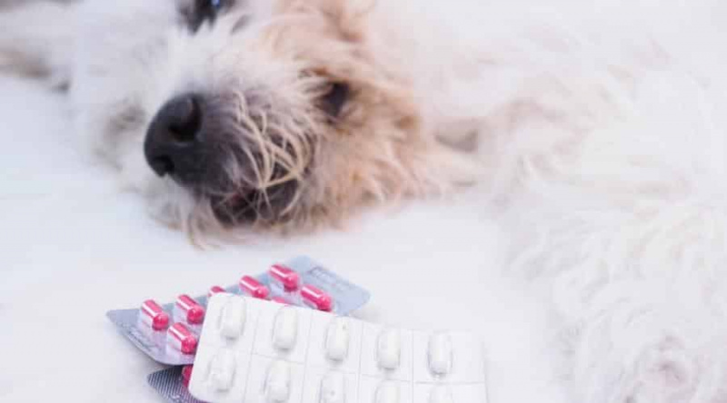 Bir Köpeğe Hap Aldırmak