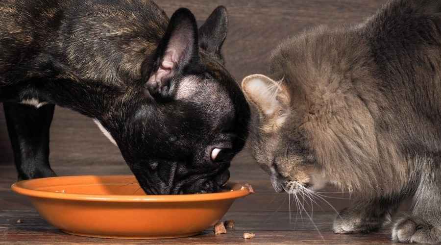 Köpekler Kedi Maması Yiyebilir mi? Yaptıklarında Ne Olur?
