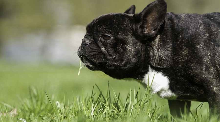 Köpekler Neden Çim Yiyor? Sebepler, Önleme, Kusma ve Daha Fazlası
