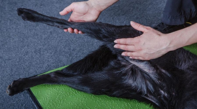   Kara köpek fizik tedavi görüyor