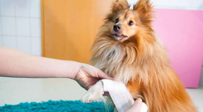   İnsan bandajı bir Shetland çoban köpeği