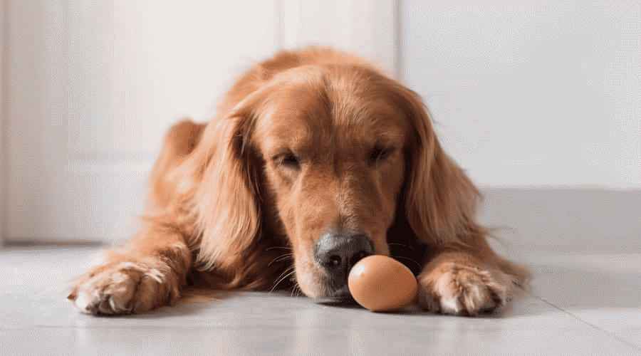Köpekler Çiğ veya Pişmiş Yumurta Yiyebilir mi? Yumurtalar Köpekler İçin Güvenli mi?