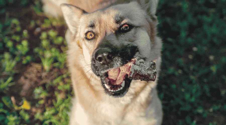 Köpeğim az önce bir biftek kemiği yedi! Ne yapmalıyım?