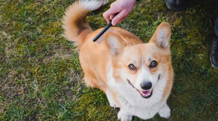 Corgi Saç Dökülmesi: Galce Pembroke ve Cardigan Corgis Ne Kadar Dökülür?