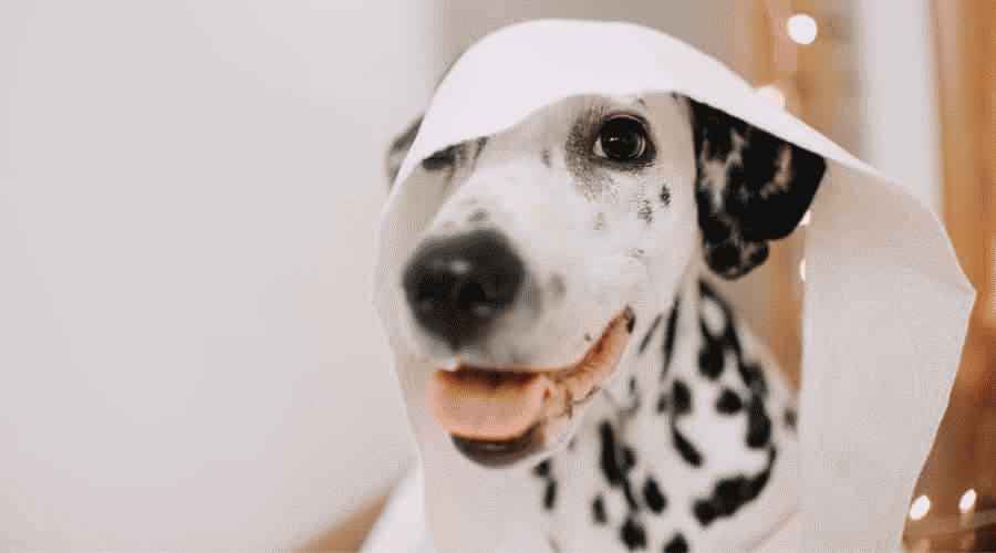 Köpeğim Kağıt Havlu, Tuvalet Kağıdı veya Kleenex Yedi! Şimdi ne var?