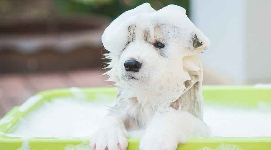 Sibirya Kurdu için En İyi Köpek Şampuanları: Derecelendirmeler ve İncelemeler