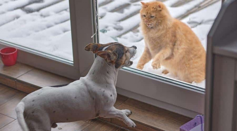 Köpeğimi Bir Kedi Çizdi. Endişelenmeli miyim?