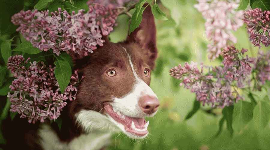 Köpeğim Az önce Leylak Yedi! Leylaklar Köpekler İçin Zehirli mi yoksa Zehirli mi?