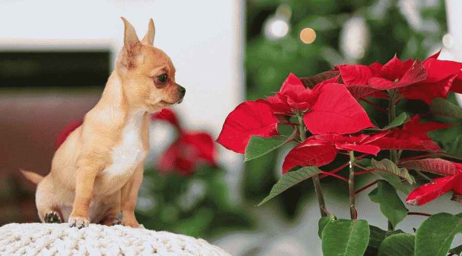 Köpeğim Az önce Poinsettia yedi! Poinsettias Köpekler İçin Zehirli midir?