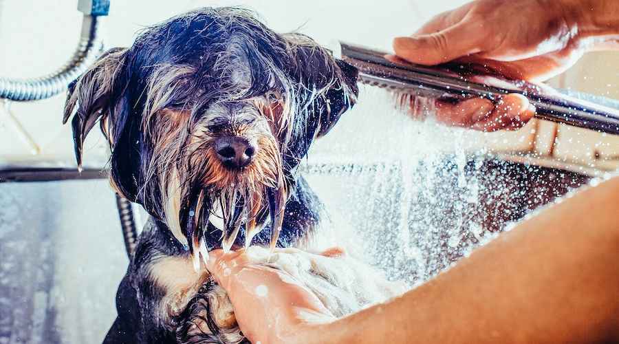 10 DIY Köpek Bakım Önerisi: Yavru Köpeğinizi Bütçeyle Temiz Tutun