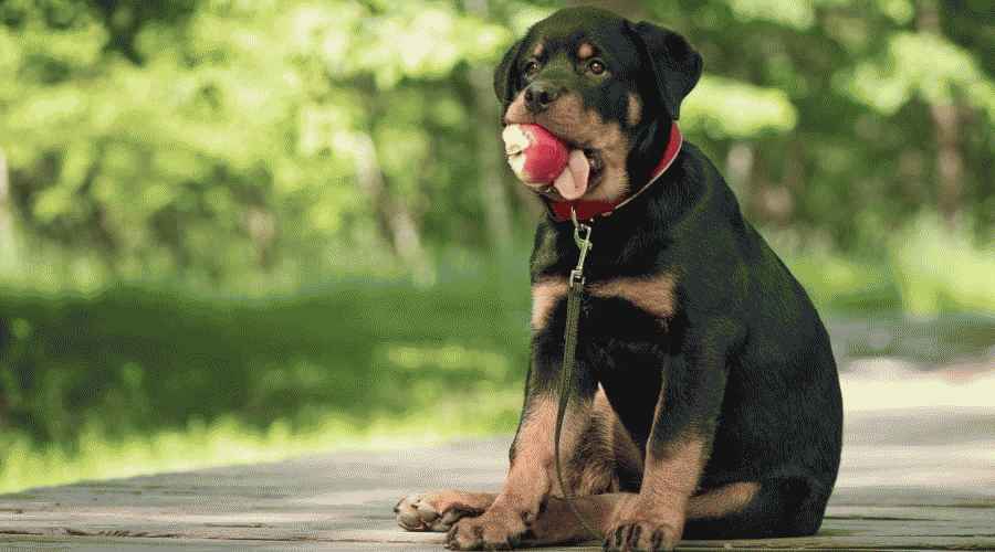 Köpekler Elma Yiyebilir mi? Elmalar Köpekler İçin Güvenli mi yoksa Zehirli mi?