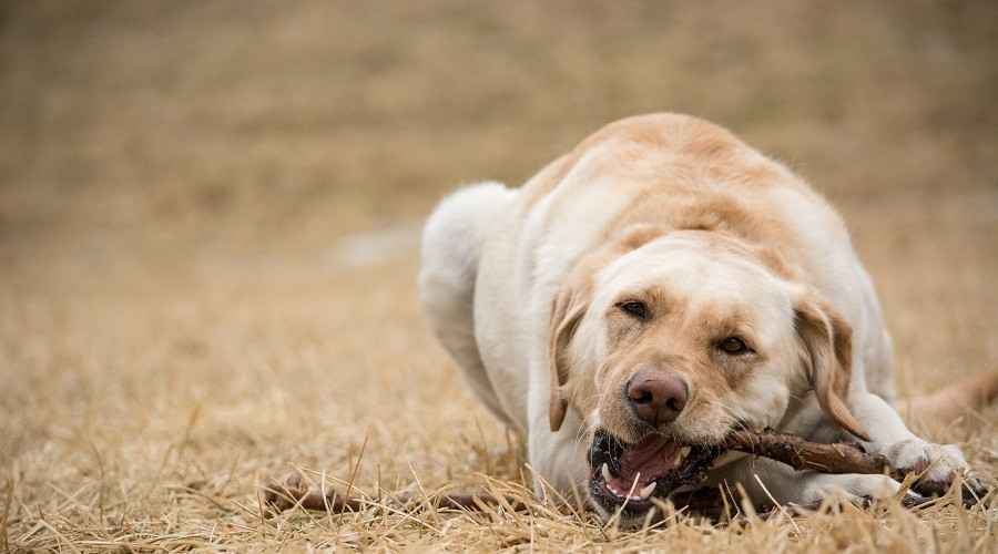 Köpeğinizin Odun, Çubuk ve Enkaz Yemesini Nasıl Engellersiniz?