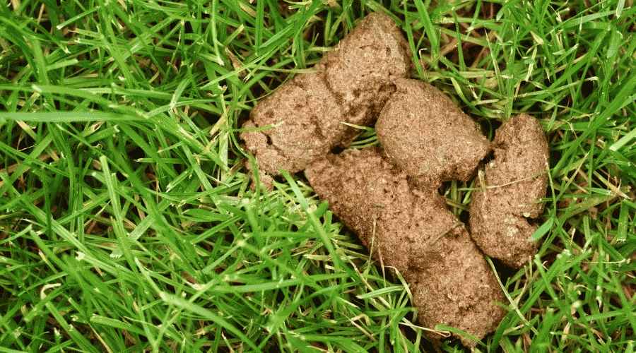 Mide Rahatsızlığı İçin Bir Köpeğe Ne Verilir?