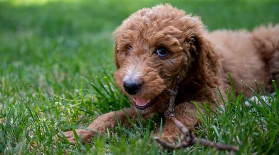 Goldendoodles Dökülür mü? Evet Ama Ne Kadar Bekleyebilirsiniz?