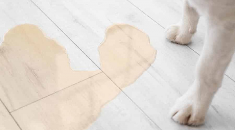 Köpeklerde İdrar Kaçırma: Tipleri, Prognozu, Tedavisi ve Nedenleri