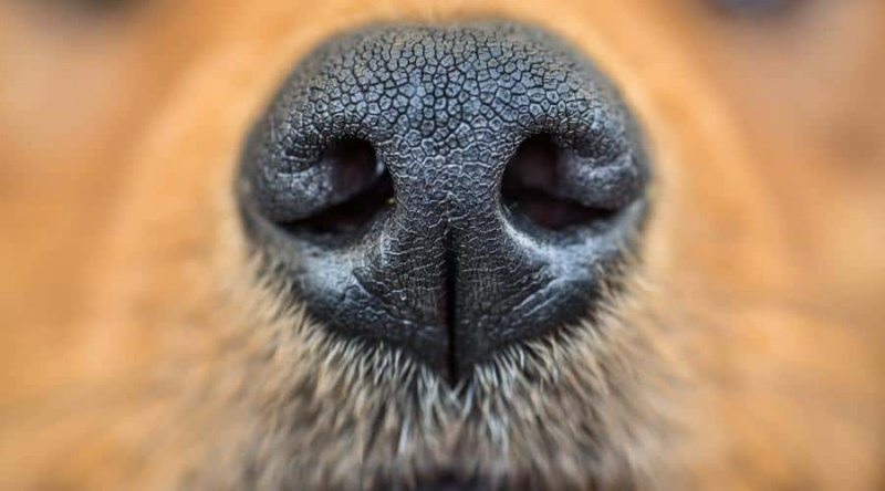 Köpeğim Burnundan Ağır Nefes Alıyor. Ne yapmalıyım?