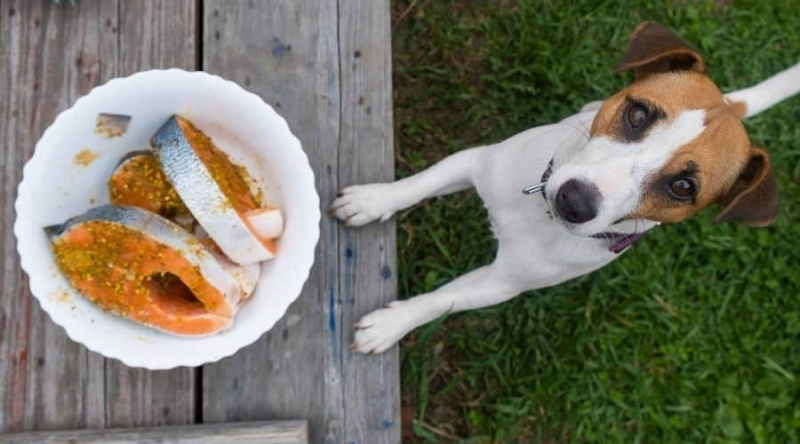 Köpekler Somon Yiyebilir mi?