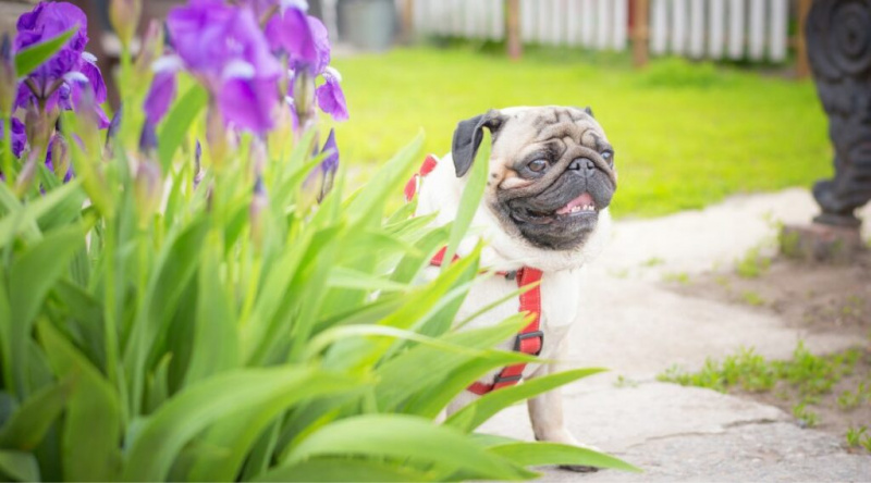 Süsen Köpekler İçin Zehirli midir? Toksik mi? Semptomlar, Tedavi ve Daha Fazlası