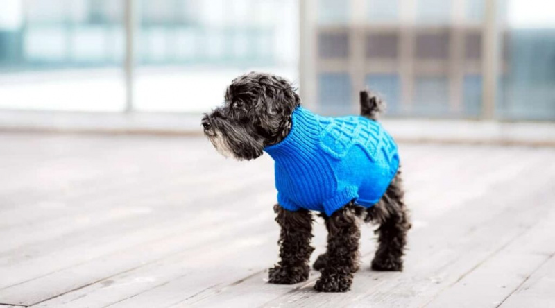 Ücretsiz DIY Örgü Köpek Hırkası Modeli ve Nasıl Yapılır Rehberi