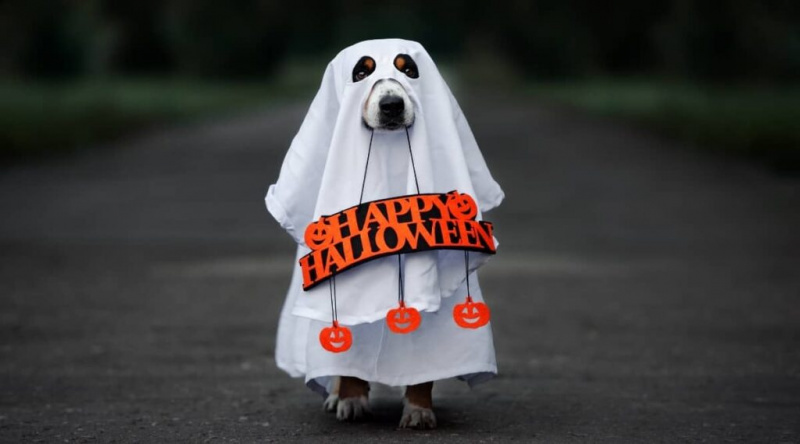 Kendin Yap Köpek Kostüm Fikirleri: Yavru Köpeğinizin Giyebileceği 10 Farklı Kostüm