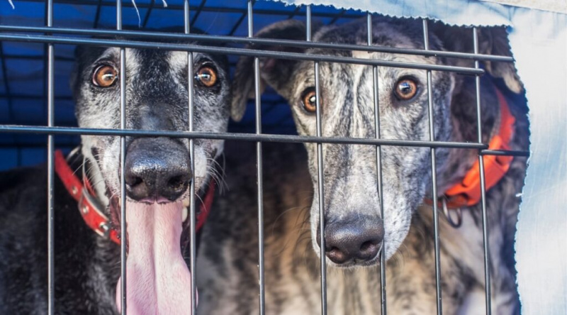 Köpekler İçin 10 Harika Kendin Yap Projesi: Fido'yu Evde Hissetmek