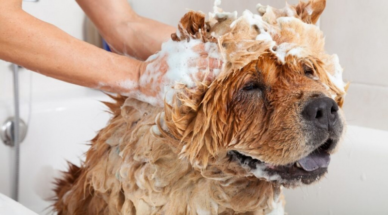 Kendin Yap Köpek Şampuanı Tarifleri: Yavru Köpeğiniz İçin 5 Harika Seçenek