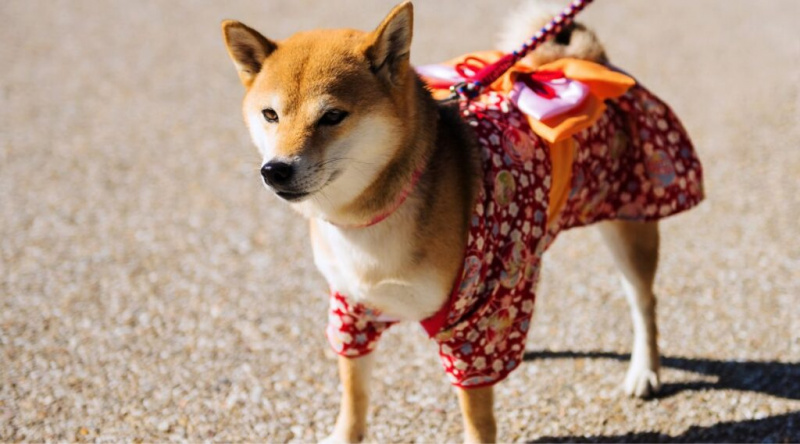 Japon Köpek İsimleri: 150'den Fazla Adlandırma Fikri