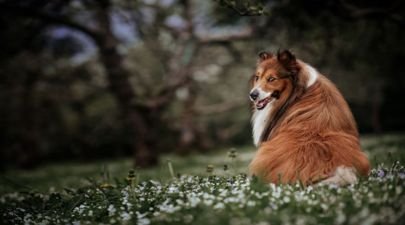 Sığınak Köpek İsimleri: Shetland Çoban Köpeğiniz İçin 200'den Fazla İsim
