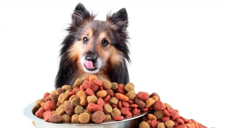   Barınak ve köpek maması yığını