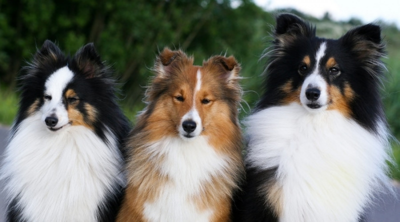   Üç Sığınak Köpek