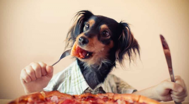 İtalyan Köpek İsimleri: 200+ Klasik, Yiyecek, Moda ve Sanattan Esinlenen Fikirler